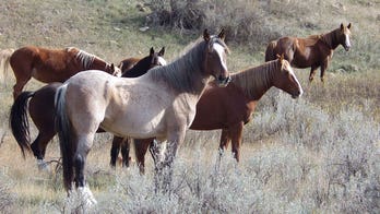 US national park facing removal of wild horses gains support from Congress