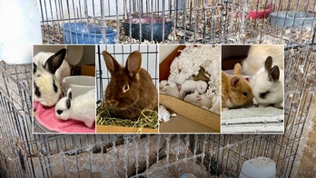 Over 100 floppy-eared Florida rabbits put up for adoption after being discovered in hoarding situation