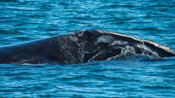 Baby right whale dies after ship collision, fewer than 360 remain alive