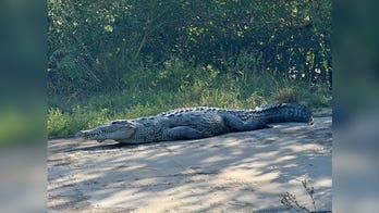 Man airlifted to hospital after crocodile bite in Florida's Everglades