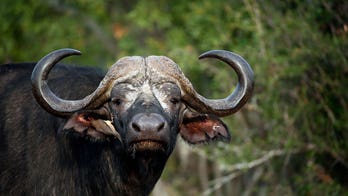 8 wild buffaloes electrocuted by low-lying power lines in Kenya