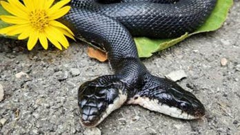 Rare two-headed snake undergoes surgery in Missouri