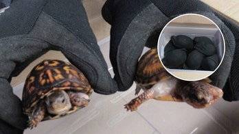 Hong Kong man indicted in US for smuggling protected turtles overseas: DOJ