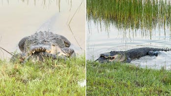 Florida woman photographs alligator eating another alligator: 'Creeped me out'