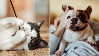 Pet lovers' roundup: Cool deals on useful pet supplies and accessories