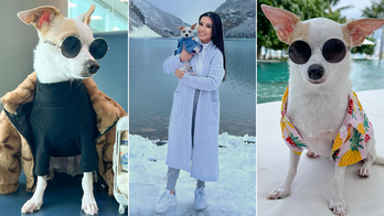 Canadian 'influencer dog' travels the world, lives luxurious life with 75-piece wardrobe worth $2,500