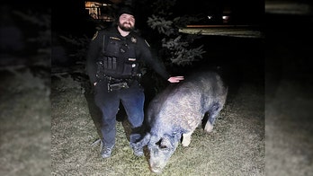 Pig named 'Kevin Bacon' goes on the run, amuses Wisconsin town
