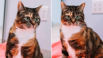 Cat at animal rescue agency with piercing green eyes is up for adoption: 'She's a stunner'