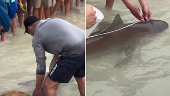 Florida beachgoer wrangles shark caught on fishing rod: video