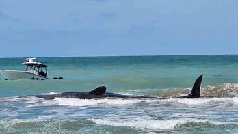 70-foot sperm whale beached off coast of Florida