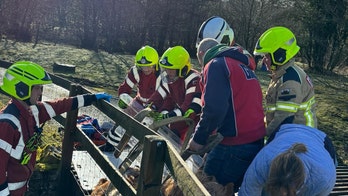 Social media users upset as Shetland pony is stuck in cattle grid for 4 hours with crews toiling to free him