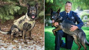 Illinois sheriff's K-9 injured during arrest of 16-year-old who crashed stolen car, authorities say