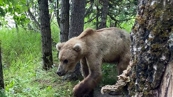 Utah man stunned when grizzly bear invades Alaskan campsite, says he ‘could have touched it'