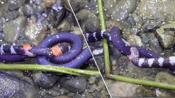 Wild snake fight over food in Colombian rainforest is believed to be first time captured on video