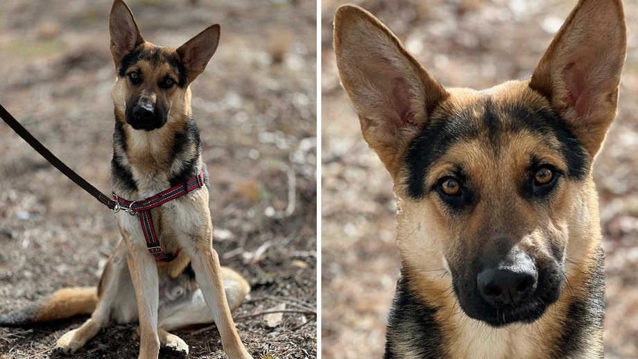 Southern cross german shepherd sales rescue