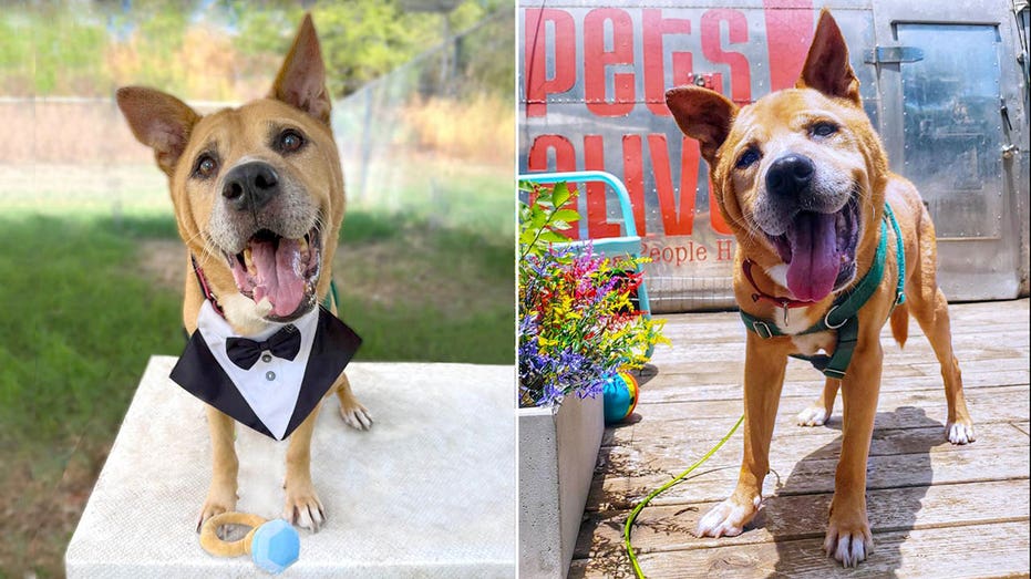 Texas dog adopted by senior citizen after living 700 days in shelter: ‘He has chosen me’