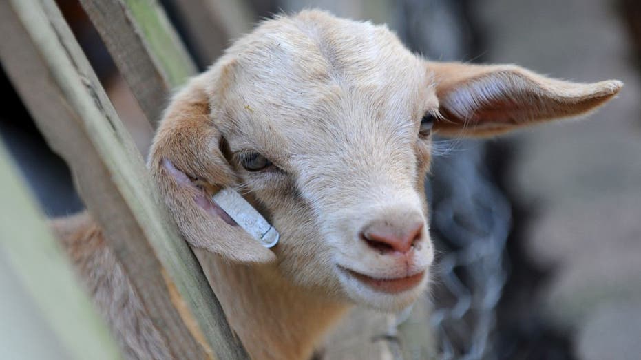 Goat in Minnesota tests positive for bird flu, first ever US case