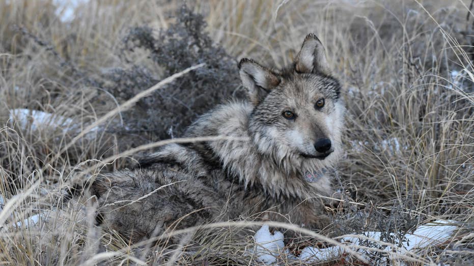 Endangered Mexican gray wolves still face threat despite growing population numbers