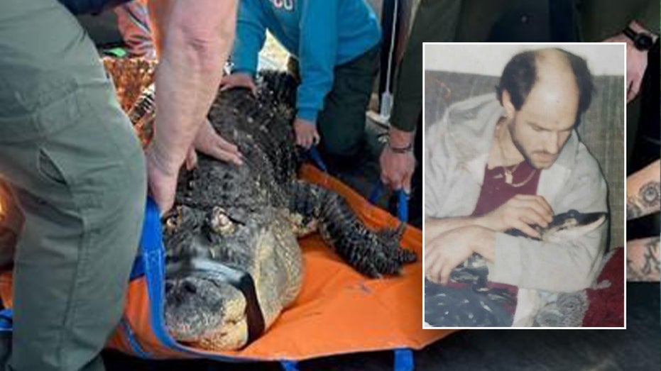 New York pet alligator seized by state ‘like they were raiding a terrorist’s home,’ owner says