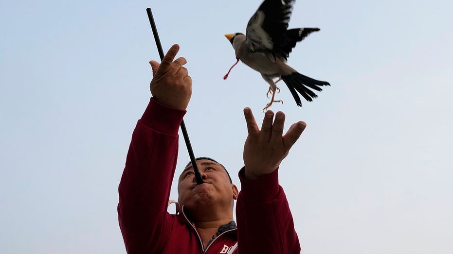 Beijing residents play fetch with migratory birds in ancient Chinese tradition