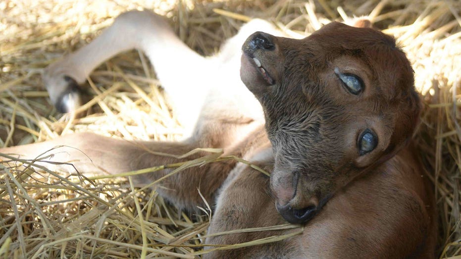 In Louisiana, rare calf with 2 faces survives against all odds
