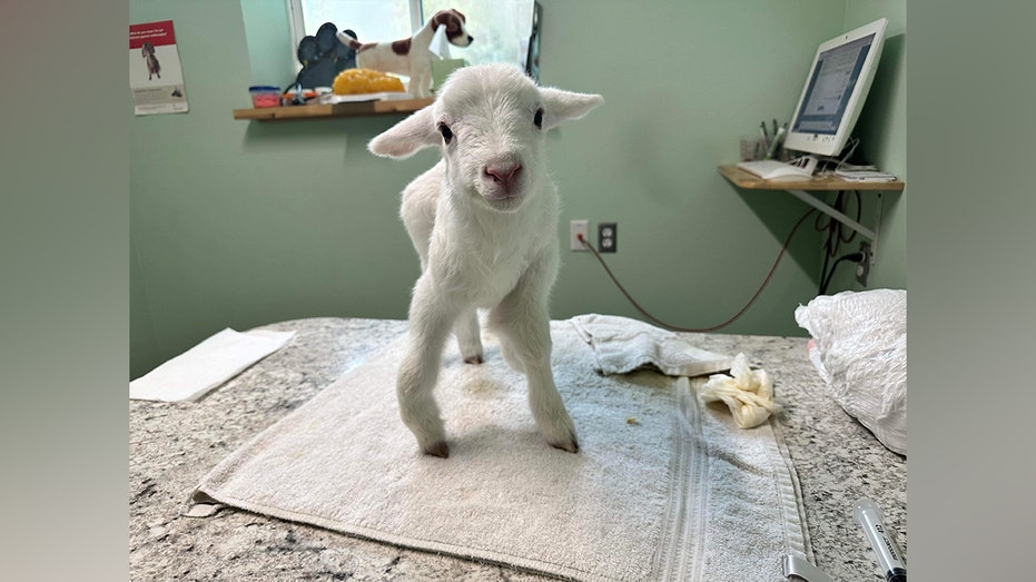 Five-legged lamb gets second chance after Mississippi woman open home and heart for rehabilitation