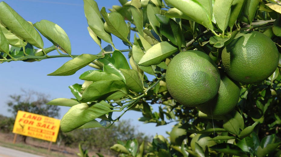 Florida citrus capital was most moved-to US county last year as Americans leave more populous areas