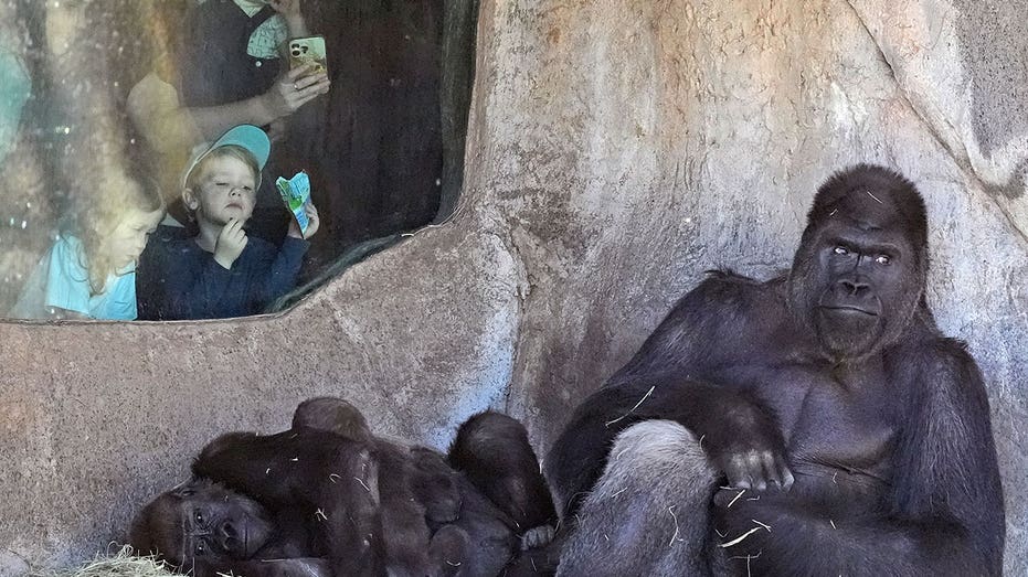 Researchers to observe animal behavior at Texas zoo during upcoming solar eclipse