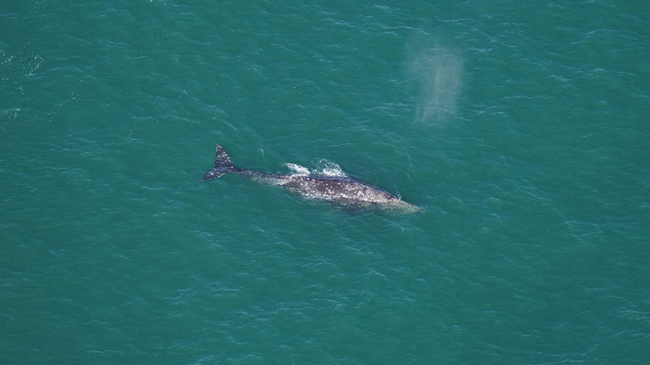 Whale that vanished from Atlantic over 200 years ago spotted off Massachusetts: ‘Shouldn’t exist’