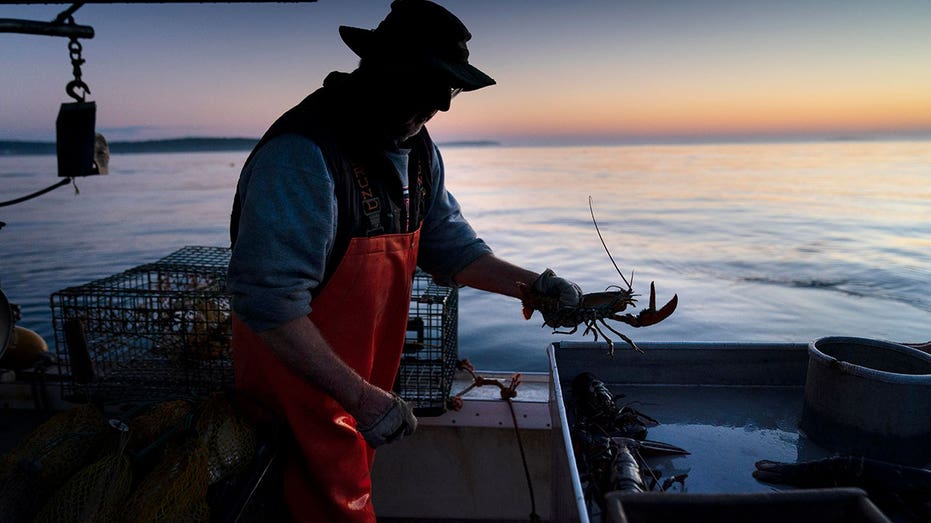 US lobster industry grapples climate change, whale protection regulations as catches drop