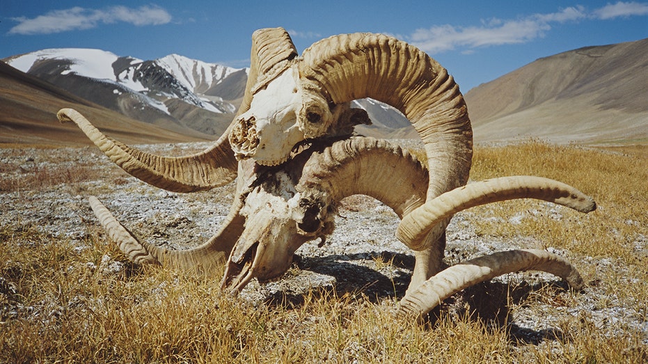 Montana man pleads guilty after creating giant hybrid sheep and selling them for captive hunting: DOJ