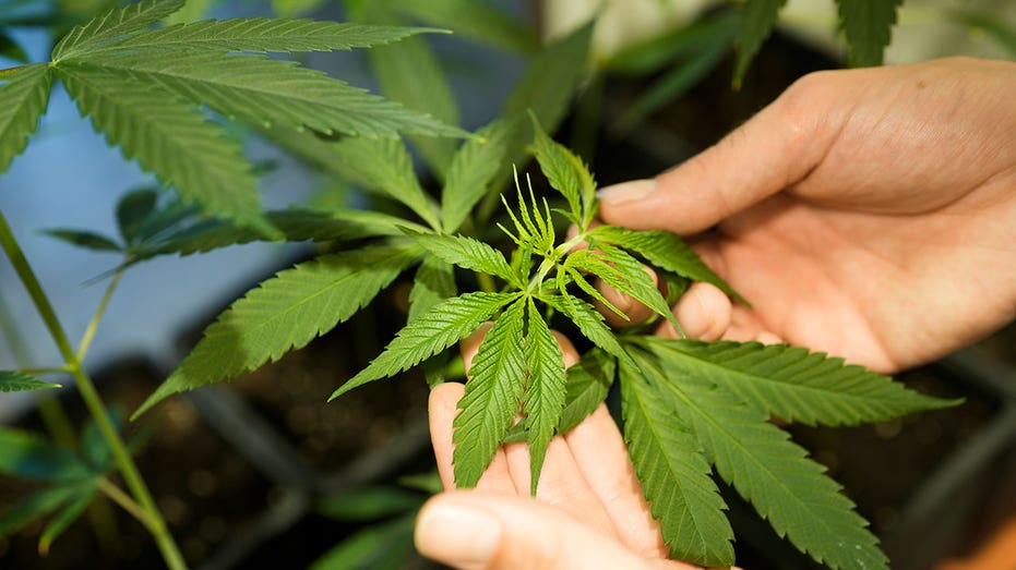 German government to decriminalize limited amounts of marijuana