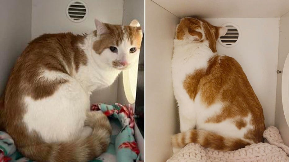 ‘Deeply depressed’ Maryland shelter cat goes viral after adoption plea