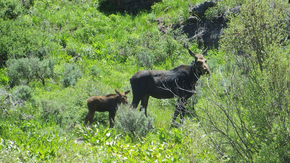Nevada to launch first-ever moose hunting season in effort to limit ‘explosive’ species growth