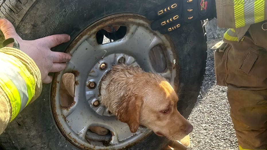 New Jersey firefighters come to the rescue of yellow Labrador stuck in spare tire