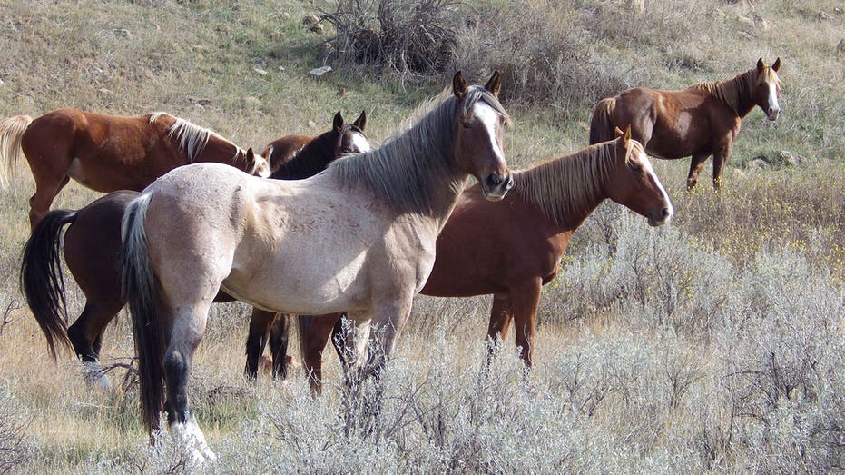US national park facing removal of wild horses gains support from Congress