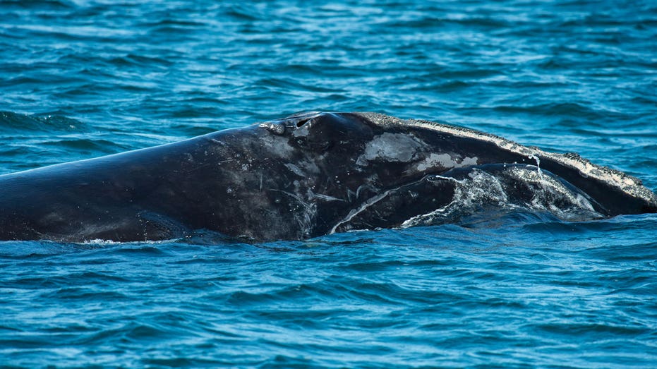 Baby right whale dies after ship collision, fewer than 360 remain alive