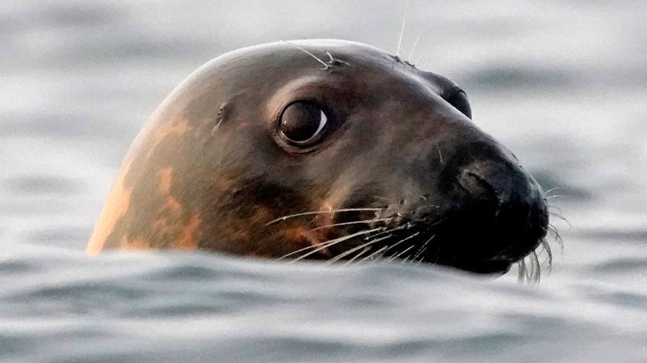 Bird flu outbreak devastates seal colonies, sparking US environmental emergency