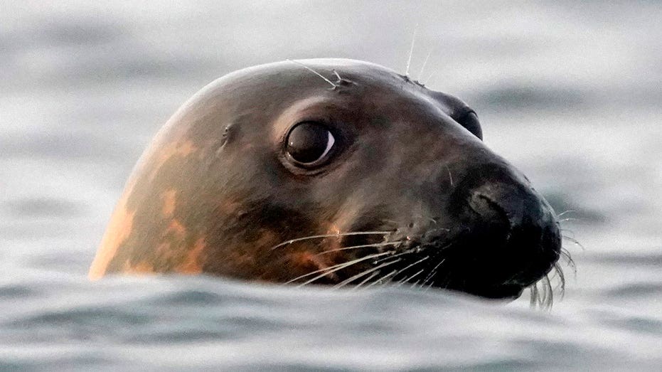 Bird flu outbreak devastates seal colonies, sparking US environmental emergency