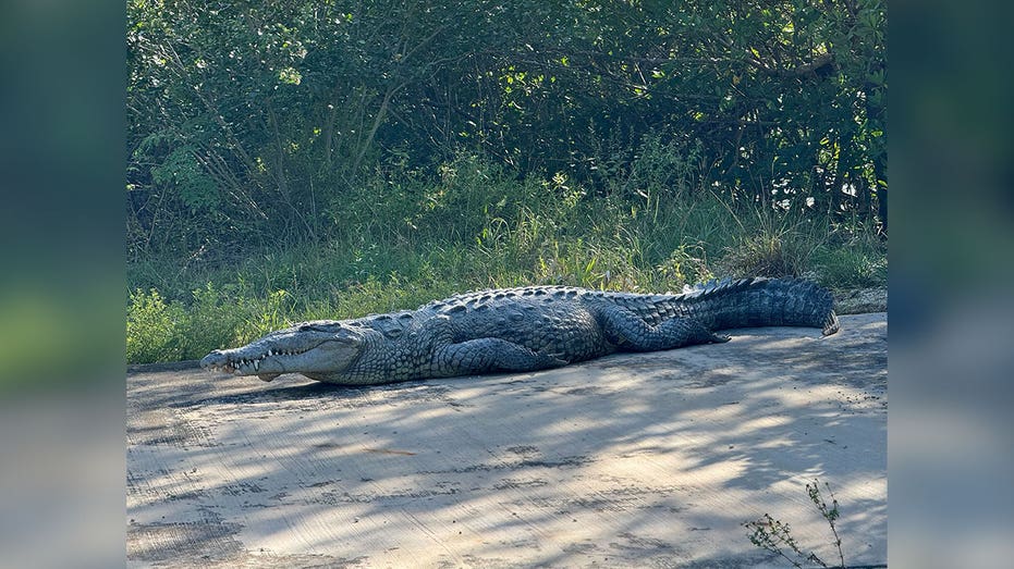 Florida man bitten by crocodile in Everglades National Park says he 'wouldn't be here' without God