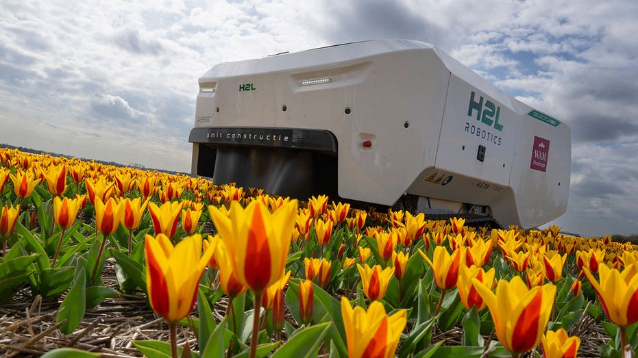 Dutch tulip farm utilizes AI robot to slow the spread of plant disease