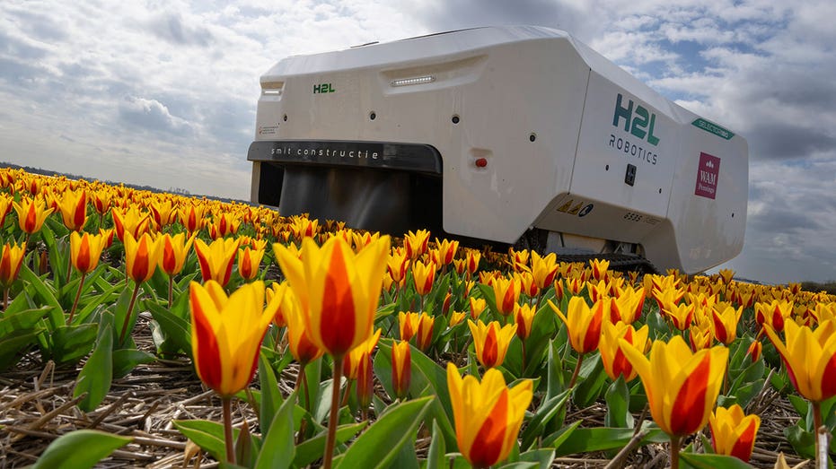 Dutch tulip farm utilizes AI robot to slow the spread of plant disease