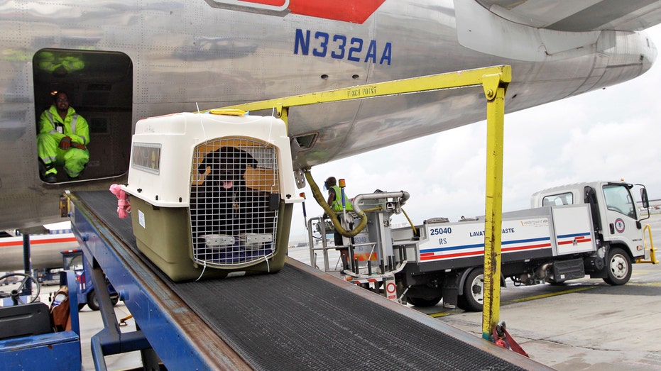 American Airlines relaxes pet, carry-on luggage policy