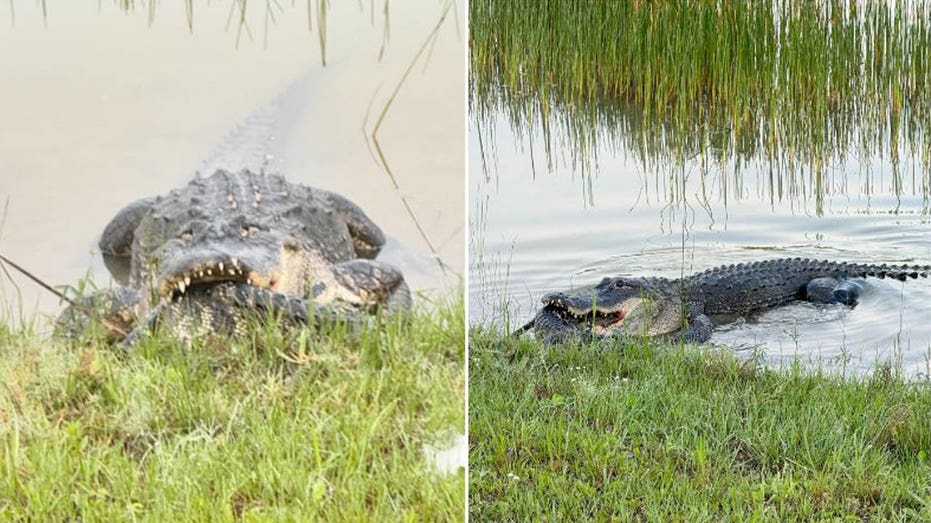 Florida woman photographs alligator eating another alligator: ‘Creeped me out’