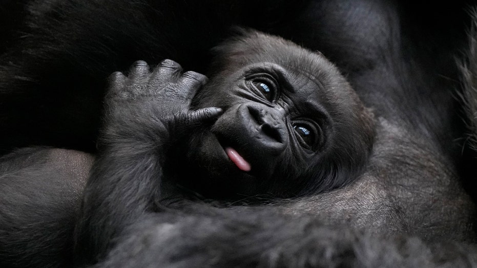London Zoo welcomes second western lowland gorilla birth this winter
