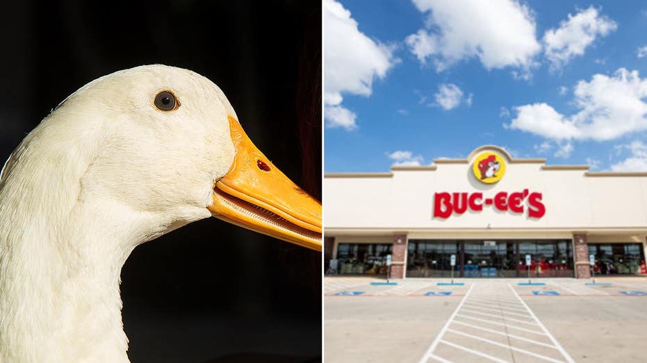 <div></noscript>Man banned from Buc-ee's after bringing his service duck inside Tennessee store</div>