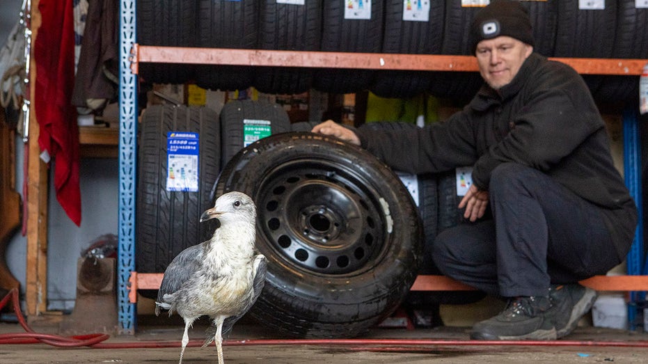 Car mechanic nurtures injured seagull, names the bird ‘Hopeful’ with optimism it will fly again