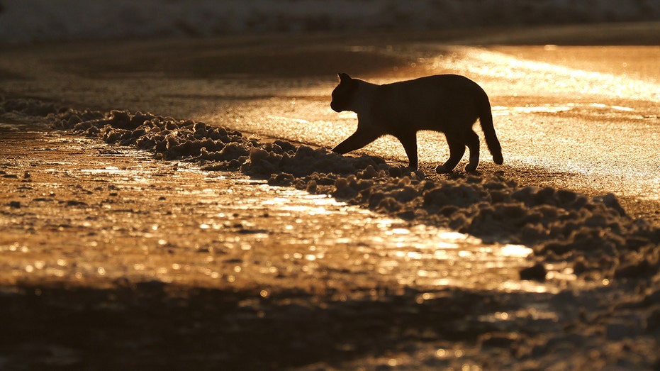 Japanese city on alert after cat falls into vat of toxic chemicals, escapes