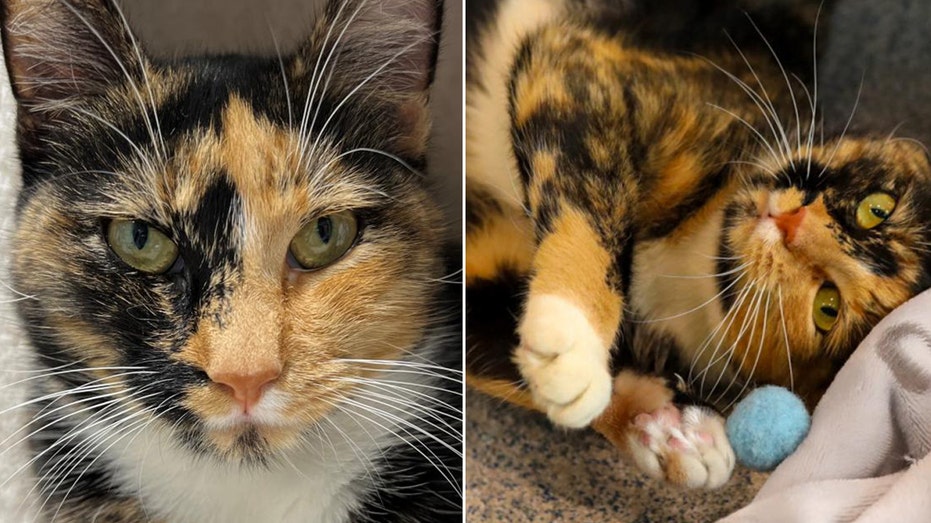 New York cat rescued from hoarding situation is now available for adoption
