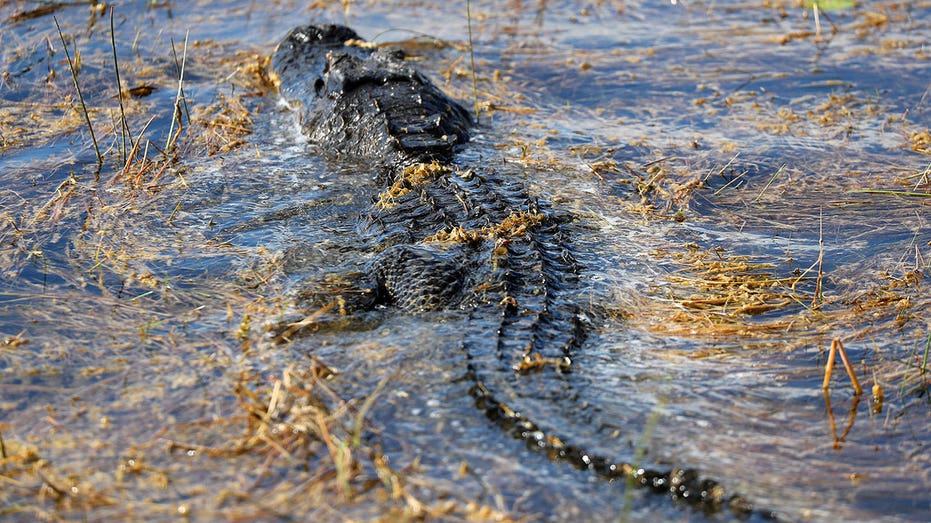 Alligator bites man in Florida's Everglades